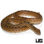 ug_adult_gopher_snake_1.jpg