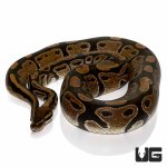 ug_33_adult_normal_ball_python_4.jpg