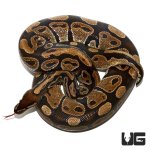 ug_33_adult_normal_ball_python_2.jpg