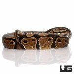 ug_33_adult_normal_ball_python_3.jpg
