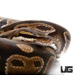 ug_33_adult_normal_ball_python_1.jpg