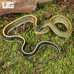ug_Baby Cave Dwelling Ratsnake_4.jpg