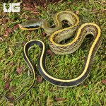 ug_Baby Cave Dwelling Ratsnake_3.jpg
