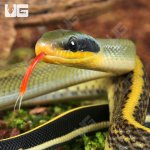 ug_Baby Cave Dwelling Ratsnake_2.jpg