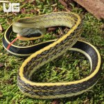 ug_Baby Cave Dwelling Ratsnake_1.jpg
