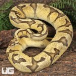 ug_Male Pastel Enchi Red Stripe Fire Ball Python_4.jpg