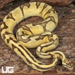 ug_Male Pastel Enchi Red Stripe Fire Ball Python_3.jpg