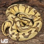 ug_Male Pastel Enchi Red Stripe Fire Ball Python_2.jpg