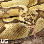 ug_Male Pastel Enchi Red Stripe Fire Ball Python_1.jpg