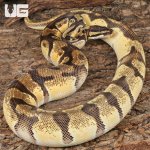 ug_Male Super Orange Dream Enchi Red Stripe_4.jpg