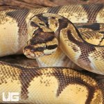 ug_Male Super Orange Dream Enchi Red Stripe_3.jpg