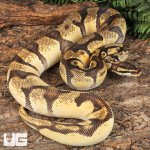 ug_Male Super Orange Dream Enchi Red Stripe_2.jpg