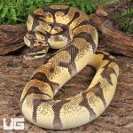 ug_Male Super Orange Dream Enchi Red Stripe_1.jpg