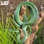 ug_Rhino Ratsnake_4.jpg