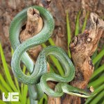 ug_Rhino Ratsnake_3.jpg