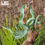 ug_Rhino Ratsnake_2.jpg