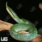 ug_Rhino Ratsnake_1.jpg