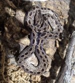 Ungaliophis male.JPG