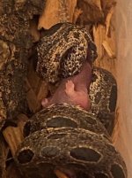 ungaliophis eating.JPG