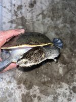 IMG_9872.jpeg