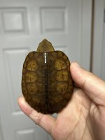 IMG_6415.jpeg