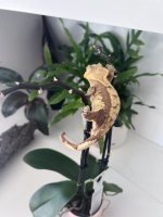 IMG_8264.jpeg