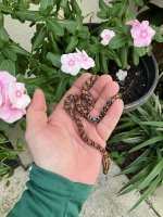 Snake Pic 1.jpg