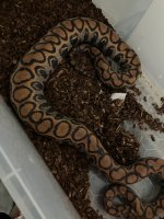 Mother Snake.jpg