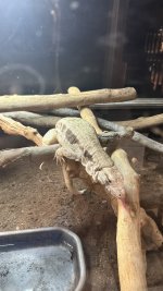 IMG_1255.jpeg