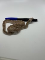 IMG_8730.jpeg