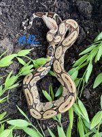 IMG_1750.jpeg