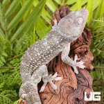 ug_Tokay_Gecko_Platinium_#2_4.jpg