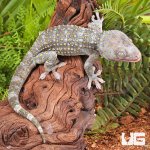 ug_Tokay_Gecko_Platinium_#2_3.jpg