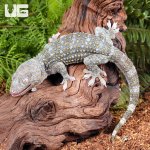 ug_Tokay_Gecko_Platinium_#2_1.jpg