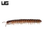 ug_stone_millipede_4.jpg