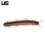 ug_stone_millipede_3.jpg