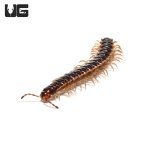 ug_stone_millipede_2.jpg