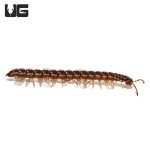 ug_stone_millipede_1.jpg