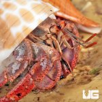 ug_Hermit_Crab_(Sm-Med)_4.jpg
