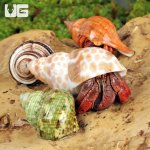 ug_Hermit_Crab_(Sm-Med)_3.jpg