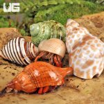 ug_Hermit_Crab_(Sm-Med)_2.jpg