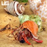 ug_Hermit_Crab_(Sm-Med)_1.jpg