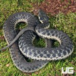 ug_Two Striped Garter Snake_4.jpg