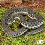 ug_Two Striped Garter Snake_3.jpg