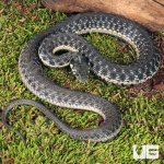 ug_Two Striped Garter Snake_2.jpg