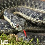 ug_Two Striped Garter Snake_1.jpg