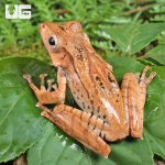 ug_Adult Borneo Eared Frog_4.jpg
