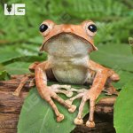 ug_Adult Borneo Eared Frog_3.jpg