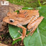 ug_Adult Borneo Eared Frog_2.jpg
