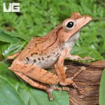 ug_Adult Borneo Eared Frog_1.jpg